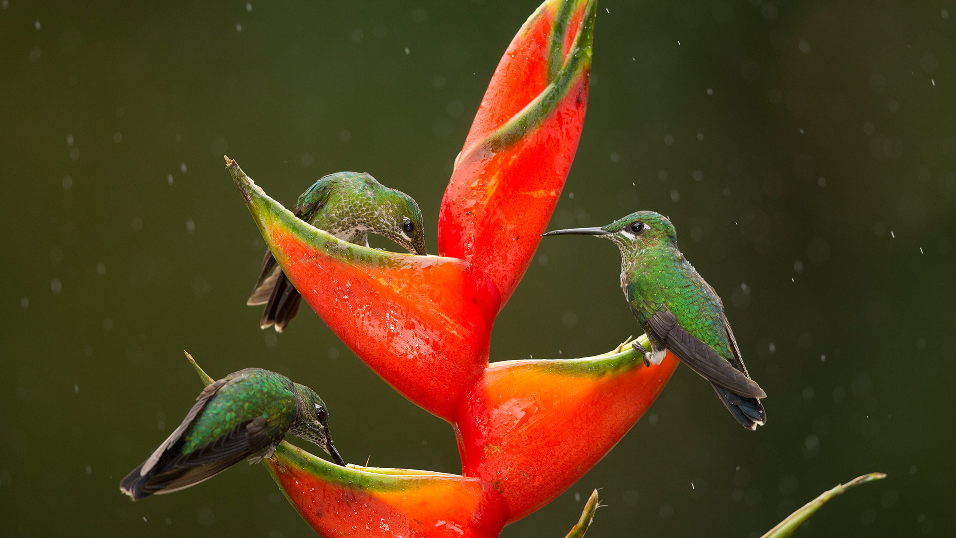 龙虾爪花上取食的绿顶辉蜂鸟，哥斯达黎加 (© Paul Hobson/Nature Picture Library)