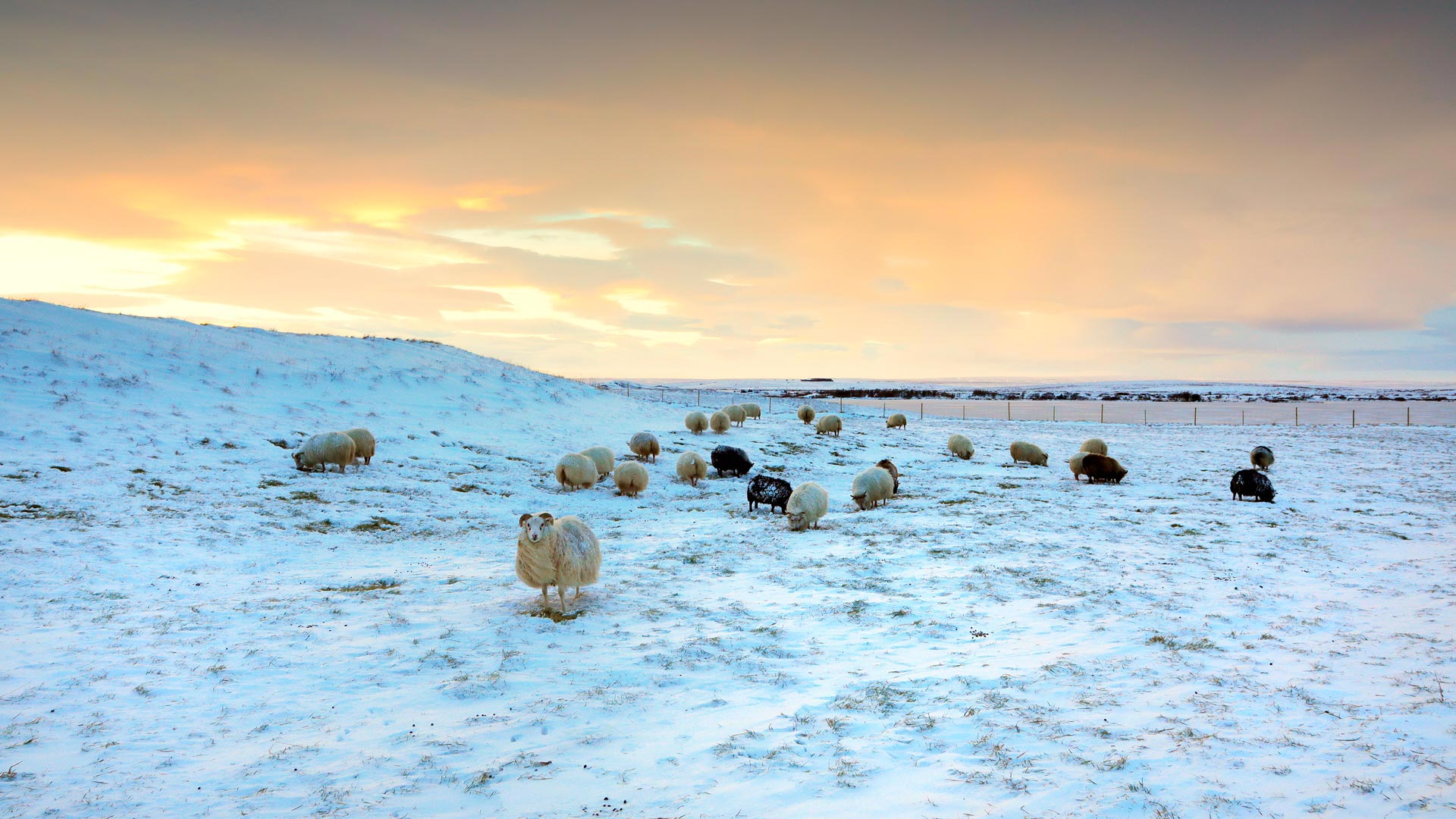 绵羊在雪地里吃草，冰岛 (© Christophe Lehenaff/Getty Images)