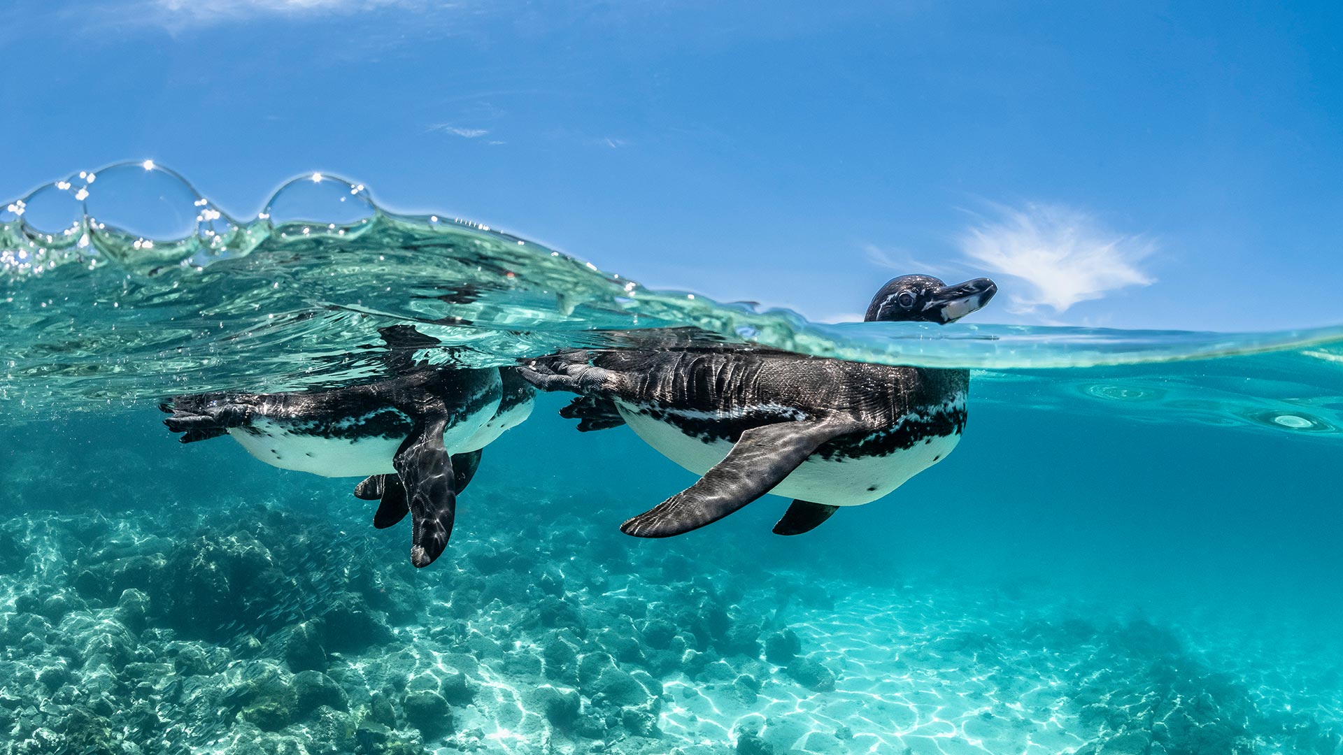 加拉帕戈斯企鹅游泳, 加拉帕戈斯群岛, 厄瓜多尔 (© Henley Spiers/Nature Picture Library)