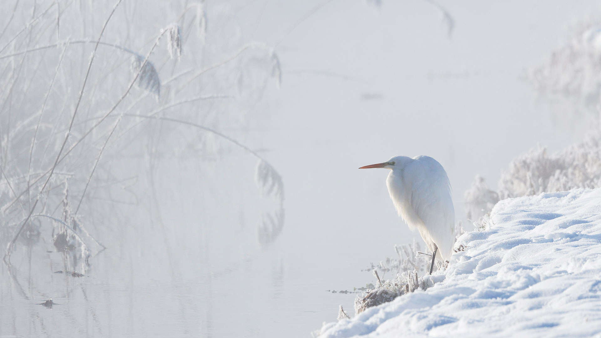 大白鹭，上巴伐利亚州，德国 (© Konrad Wothe/naturepl.com)