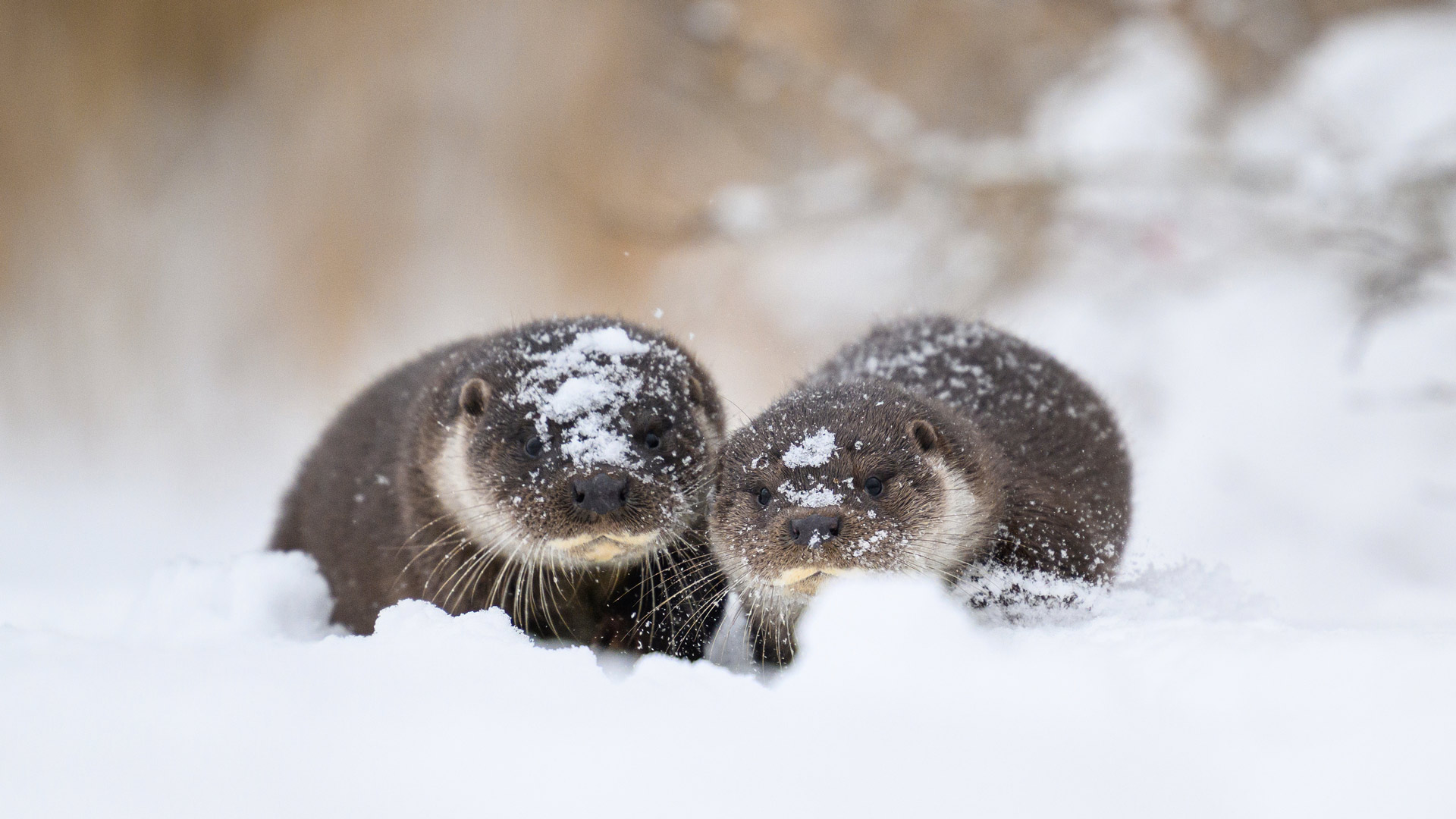 欧亚水獭和幼崽, 爱沙尼亚 (© Sven Zacek/naturepl.com)