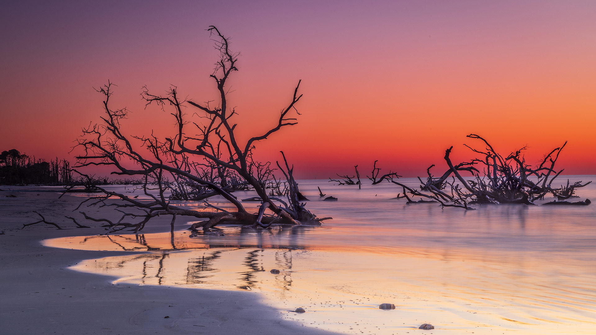 博尼亚德海滩上的漂流木, 亨廷岛, 南卡罗来纳州, 美国 (© Frances/Adobe Stock)