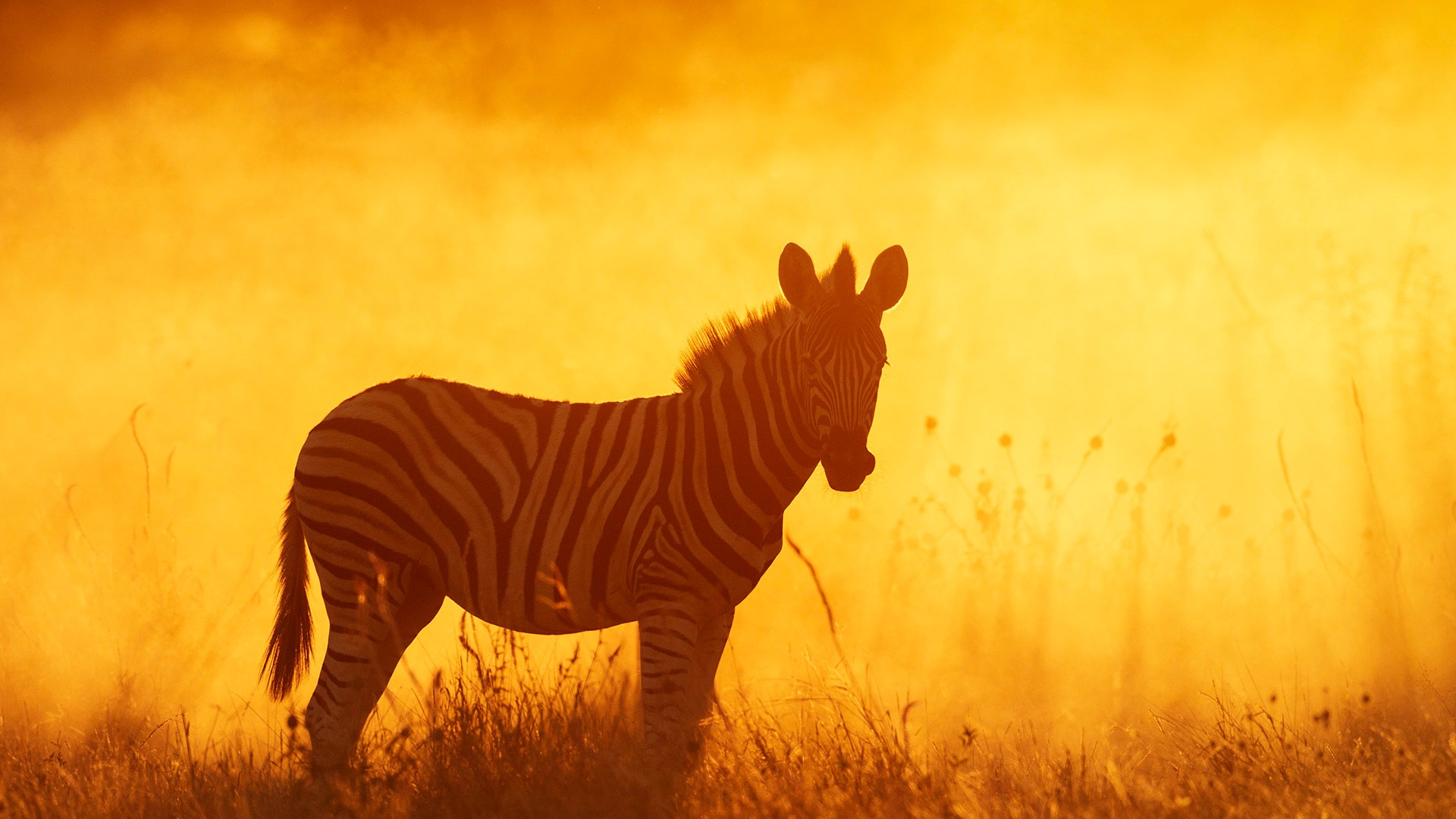 平原斑马幼崽，埃托沙国家公园，纳米比亚 (© Sharon Heald/Nature Picture Library)