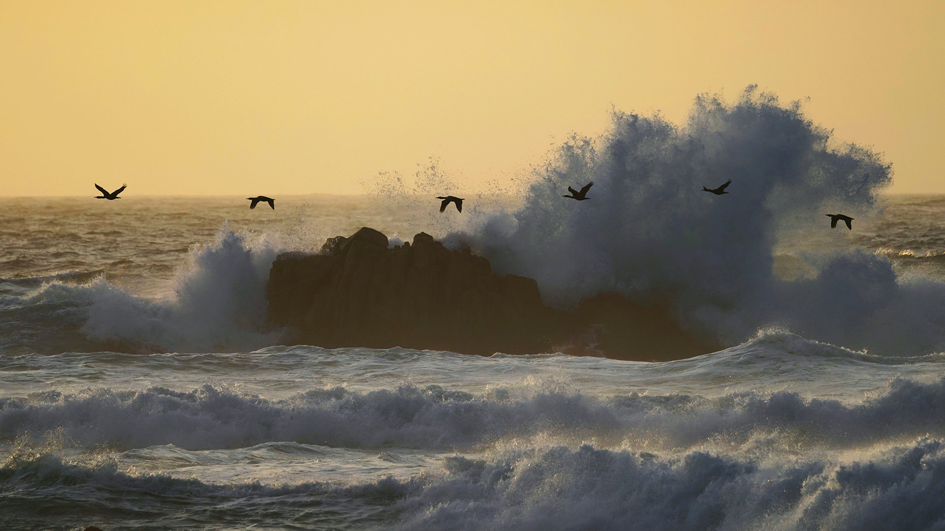 蒙特雷湾上空的双冠鸬鹚，加利福尼亚州，美国 (© Hiroya Minakuchi/Minden Pictures)