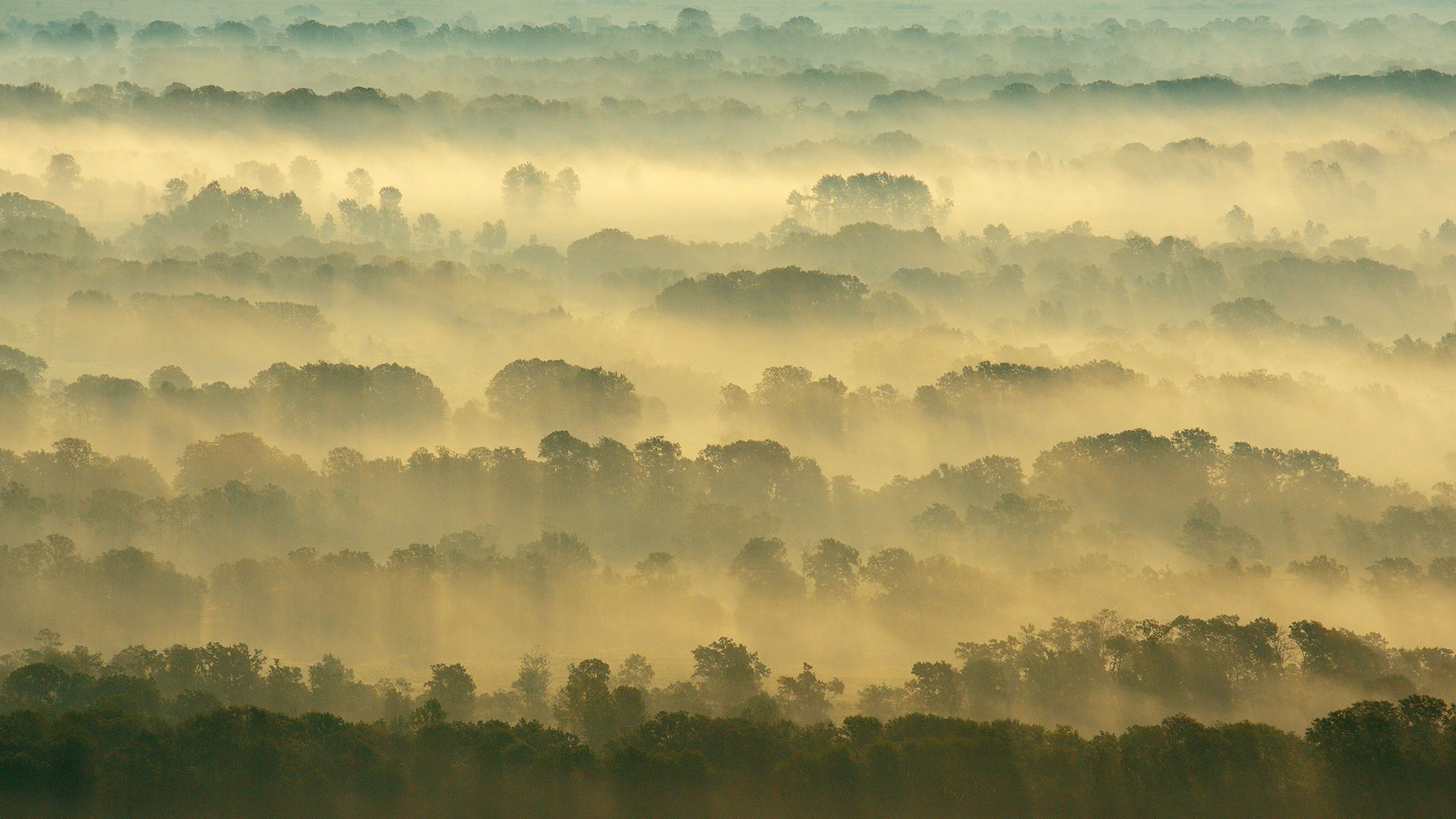 莱泰亚森林，多瑙河三角洲，罗马尼亚 (© Wild Wonders of Europe/Widstrand/Nature Picture Library)