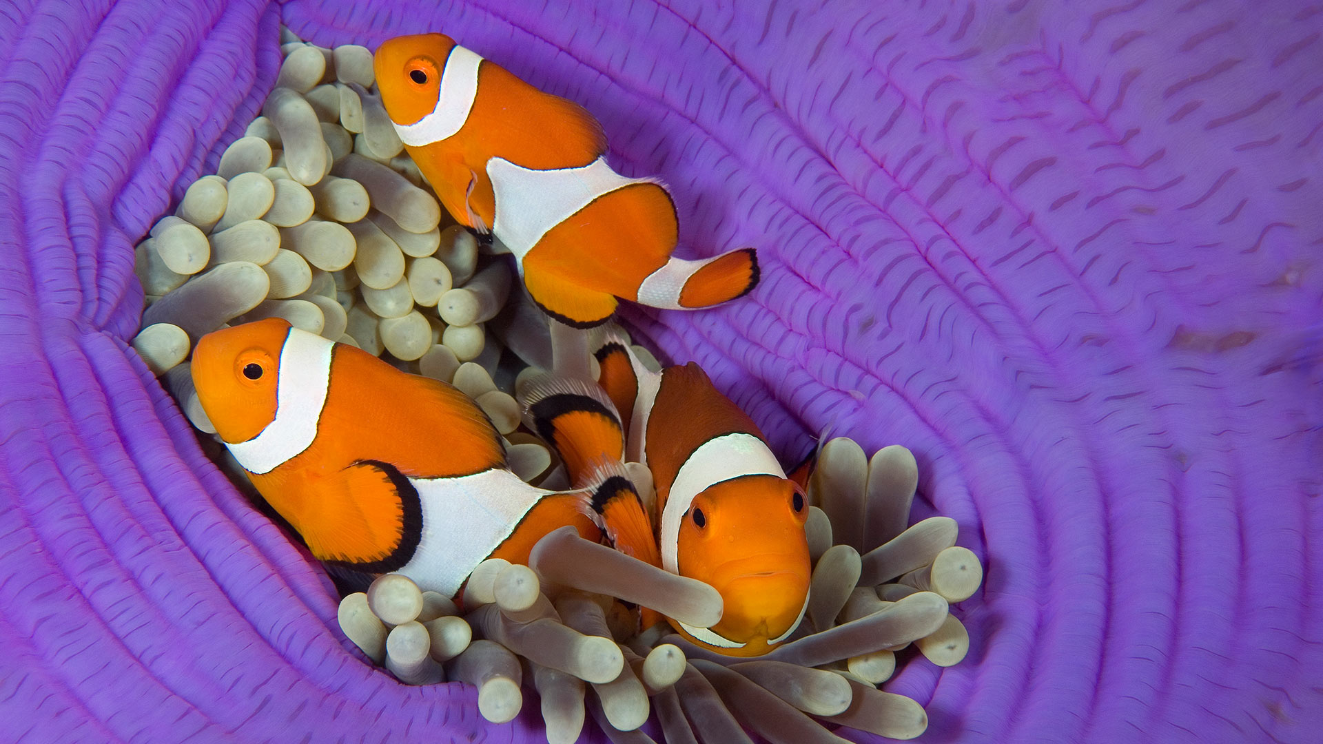 海葵中的三条眼斑双锯鱼，卡比劳岛，薄荷省，菲律宾 (© Franco Banfi/Nature Picture Library)
