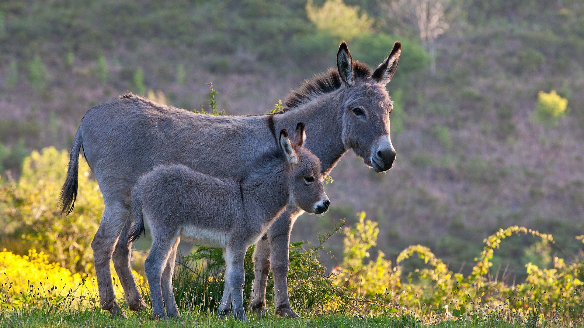 撒丁岛母驴和幼崽, 法国 (© Klein & Hubert/Nature Picture Library)