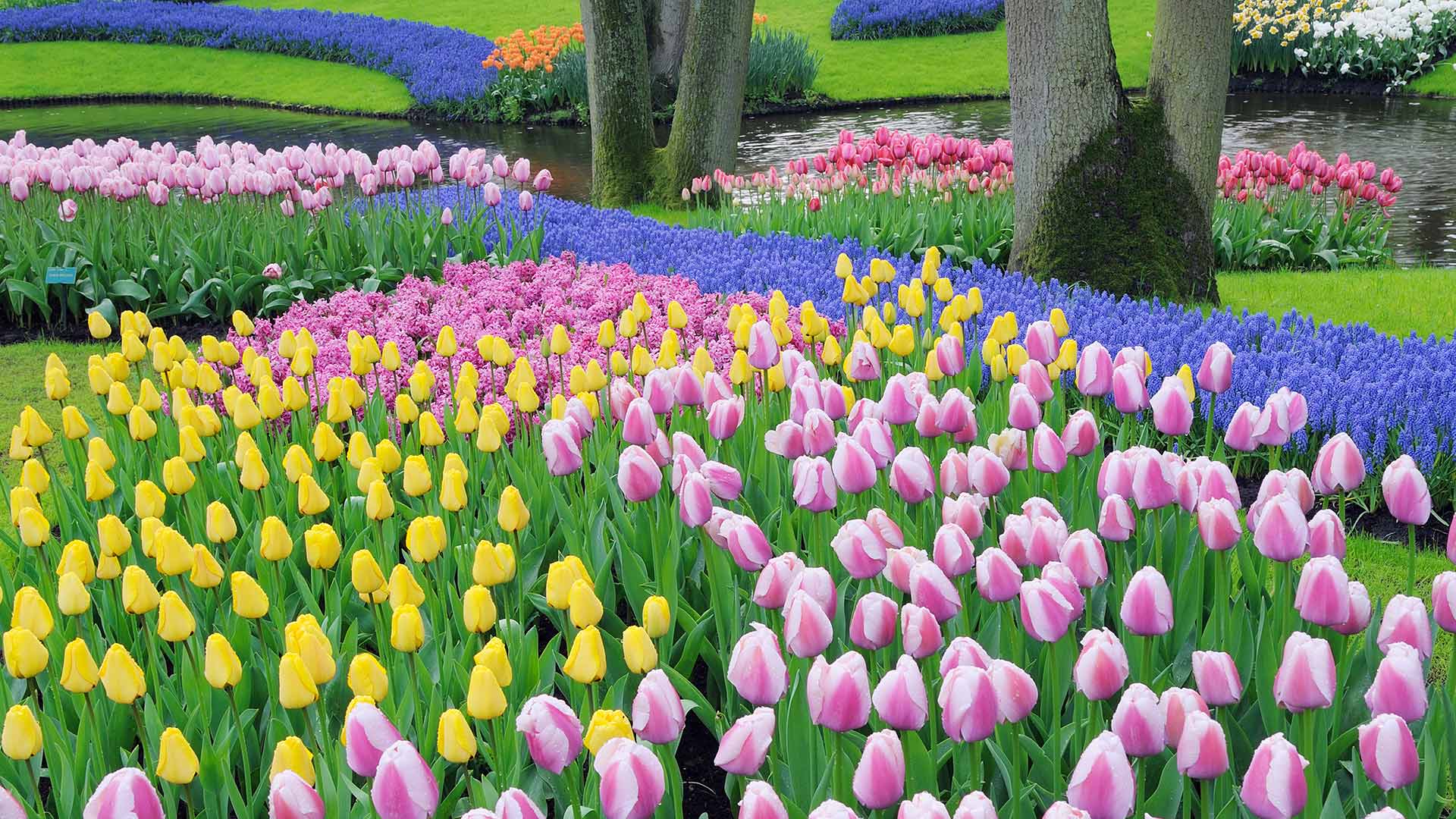 葡萄风信子和郁金香, 库肯霍夫花园, 利塞, 荷兰 (© Martin Ruegner/Getty Images)