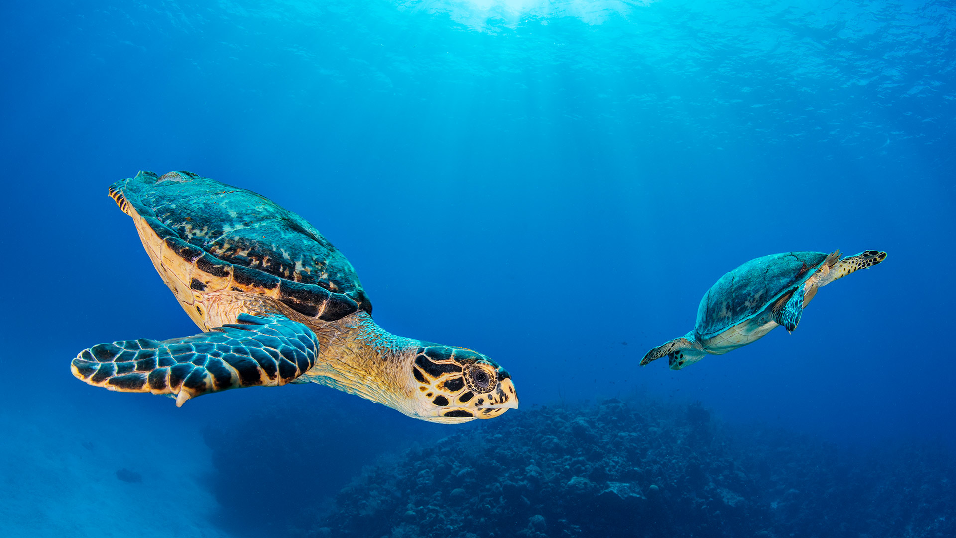 七英里海滩附近的玳瑁海龟伴侣，大开曼岛，开曼群岛 (© Alex Mustard/Nature Picture Library)
