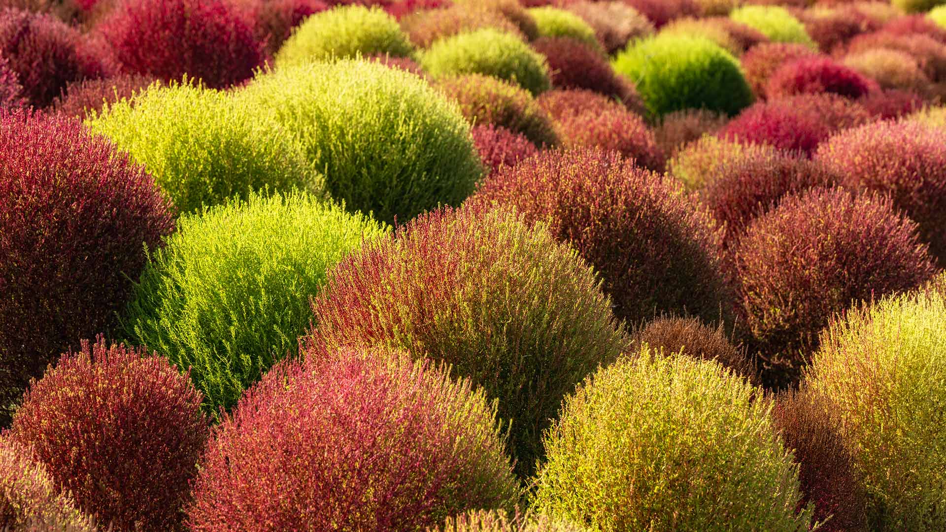 地肤田，中国 (© lingqi xie/Getty Images)