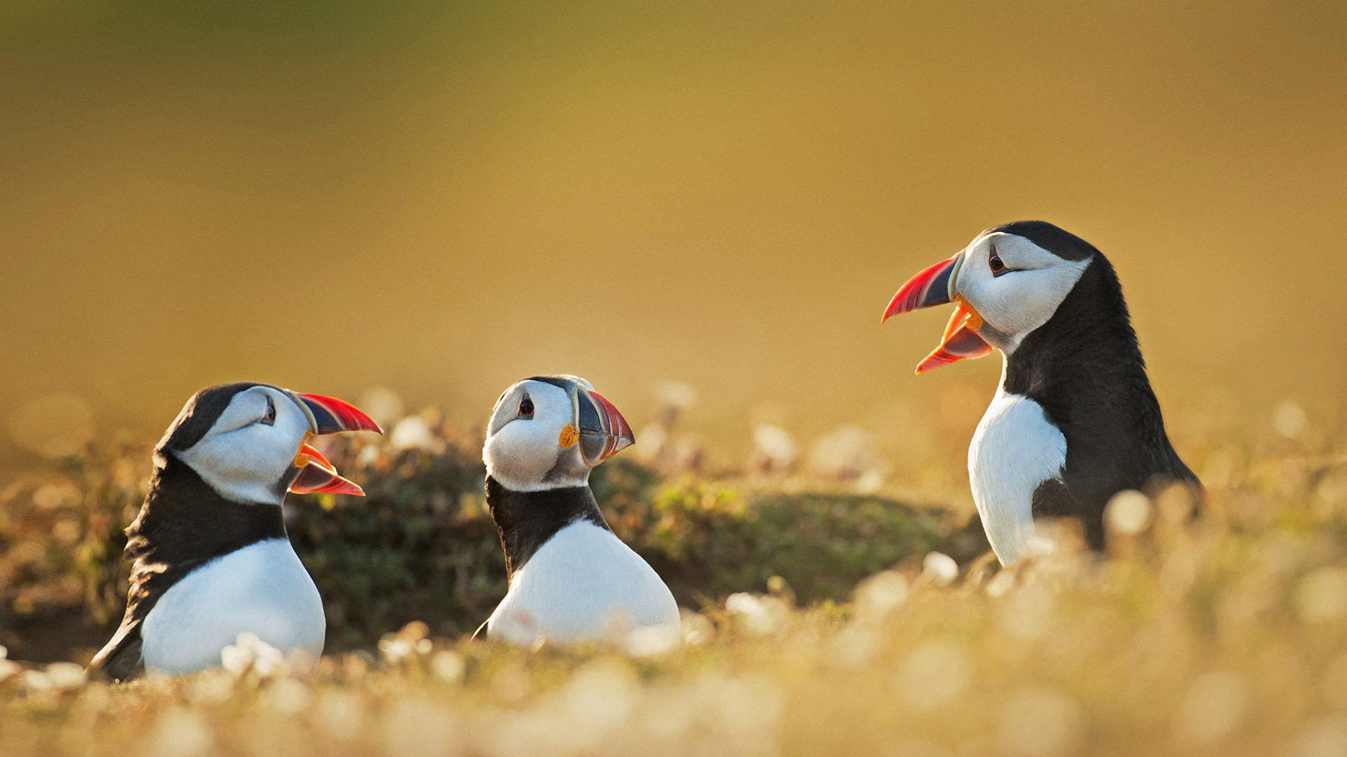 北极海鹦, 威尔士 (© FLPA/Alamy)