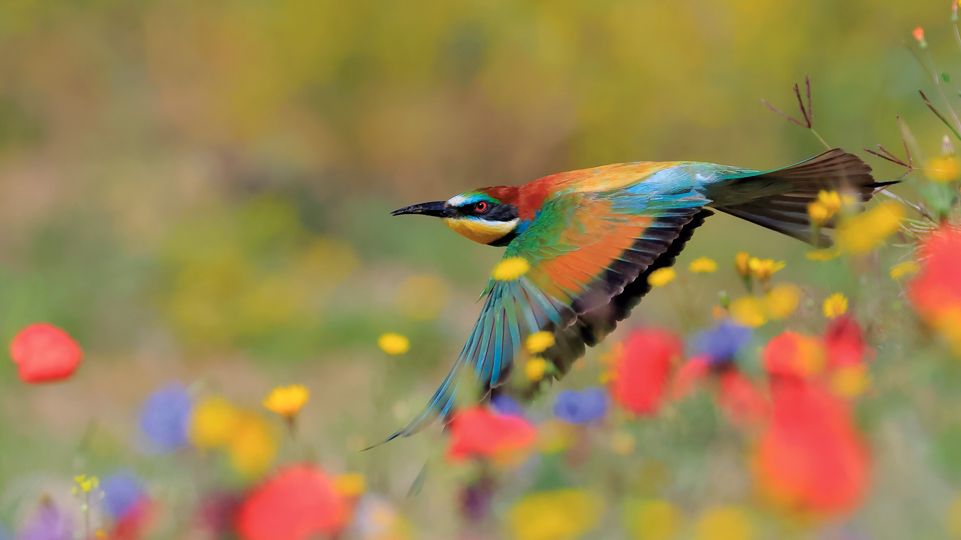 黄喉蜂虎，格拉萨莱马山自然公园，加的斯，西班牙 (© Andres M. Dominguez/Nature Picture Library)